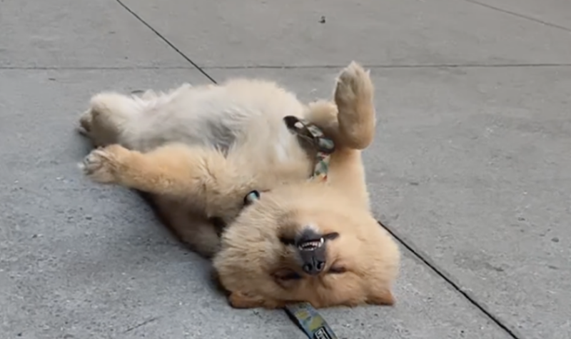 Leo deita-se no meio das ruas de Nova Iorque