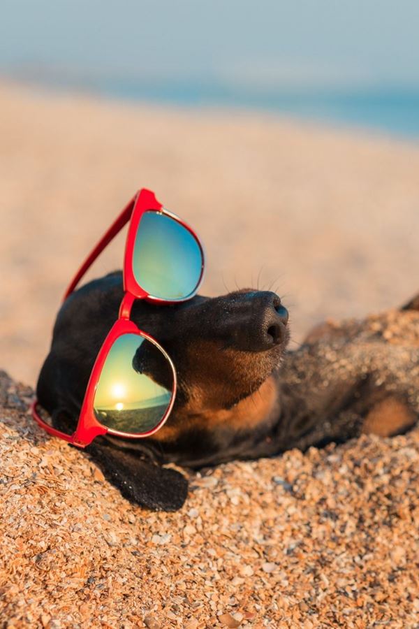 Gaia vai ter a primeira praia oficial para cães