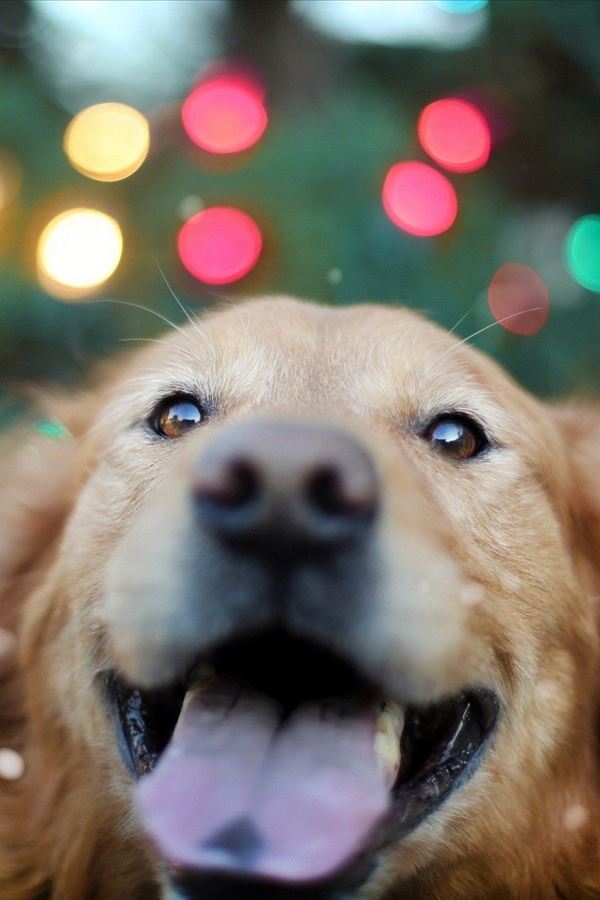 No "Dia do Cão", surpreende o teu melhor amigo!