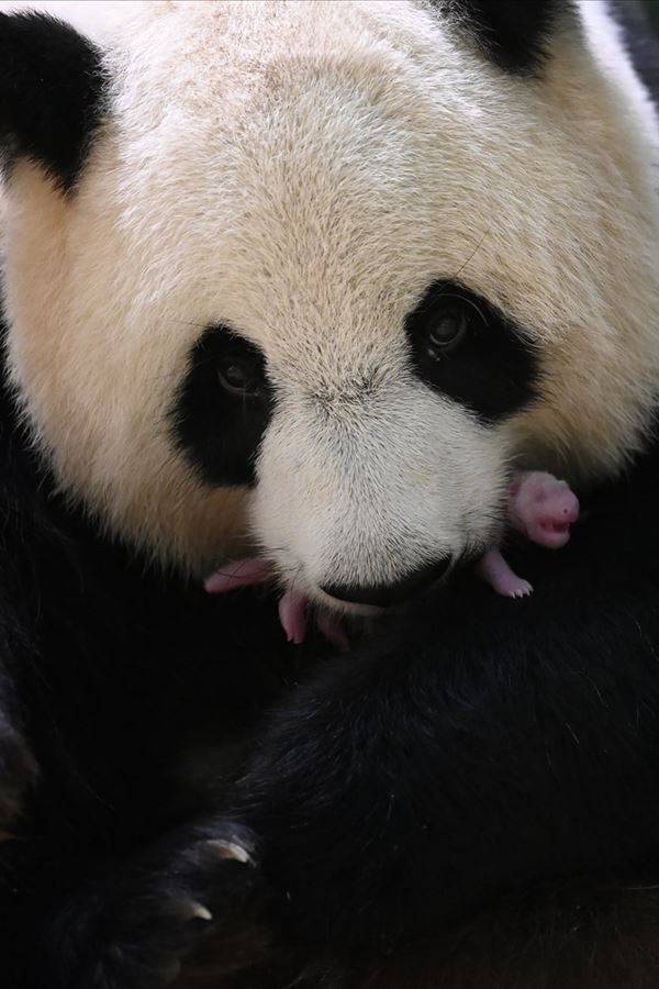 Nasceram os pandas mais fofos de França!